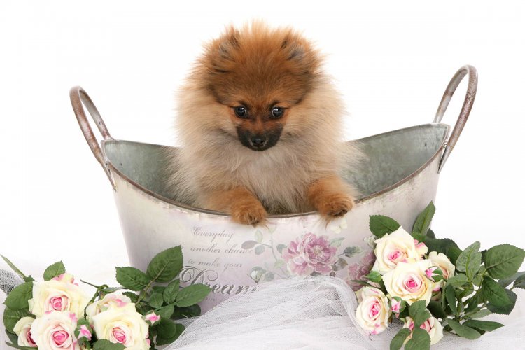 Pets